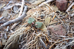 Cymopterus cinerarius
