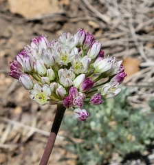 Allium howellii
