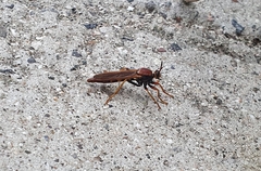 Ospriocerus tequilae