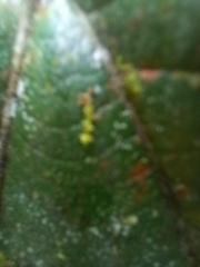 Alchornea glandulosa