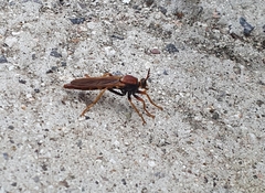 Ospriocerus tequilae