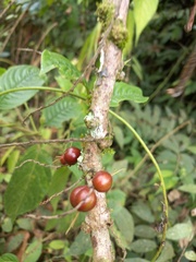 Alchornea glandulosa