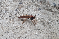 Ospriocerus tequilae