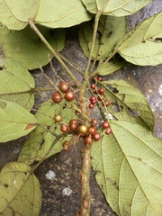 Alchornea glandulosa