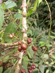 Alchornea glandulosa