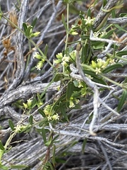 Metastelma arizonicum