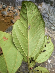 Alchornea glandulosa