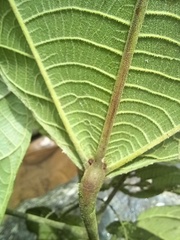 Alchornea glandulosa
