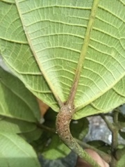 Alchornea glandulosa