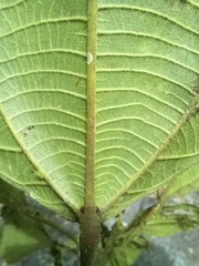 Alchornea glandulosa
