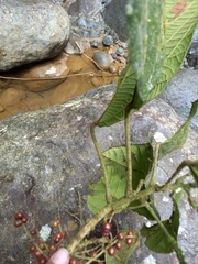 Alchornea glandulosa
