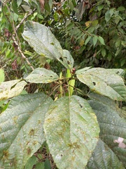 Alchornea glandulosa