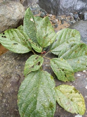 Alchornea glandulosa