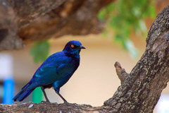 Cape Starling photo 2