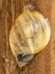 Bulimulus bonariensis