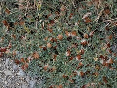 Trifolium andersonii
