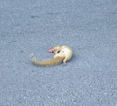 Sciurus niger