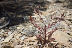 Cordylanthus kingii helleri