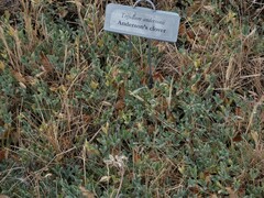 Trifolium andersonii