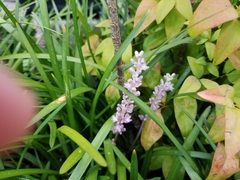 Liriope spicata