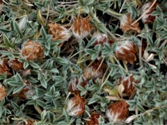 Trifolium andersonii