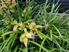 Liriope spicata
