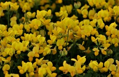 Lotus corniculatus