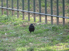 Molothrus bonariensis