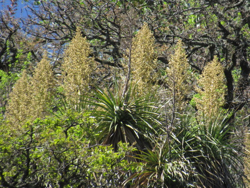 Nolina parviflora