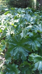 Darmera peltata