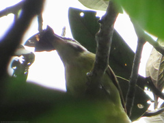 Myiodynastes hemichrysus