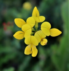Lotus corniculatus