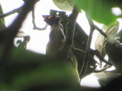 Myiodynastes hemichrysus