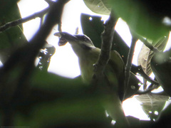 Myiodynastes hemichrysus