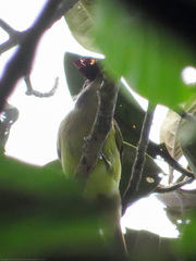 Myiodynastes hemichrysus