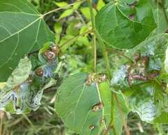 Harmandiola tremulae