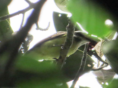 Myiodynastes hemichrysus