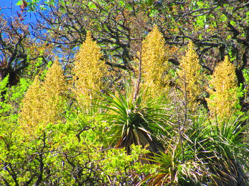 Nolina parviflora
