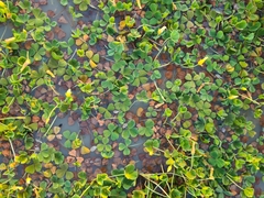 Oxalis disticha