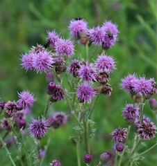 Cirsium arvense