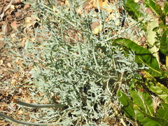 Ehrendorferia chrysantha