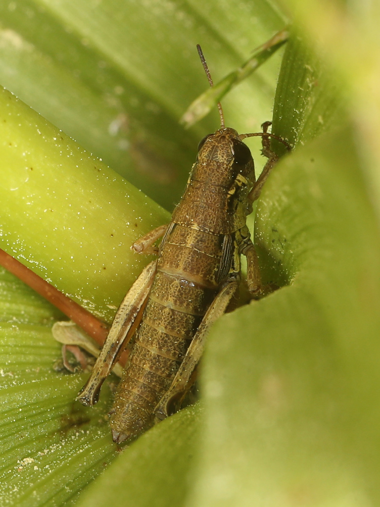 Asemoplus sierranus