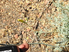 Ehrendorferia chrysantha