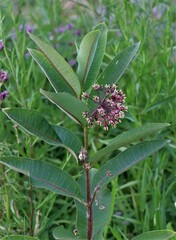 Asclepias syriaca