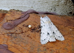 Acronicta vulpina