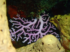 Stylaster roseus