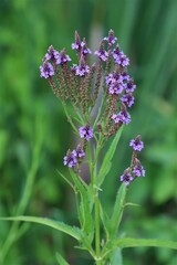 Verbena hastata