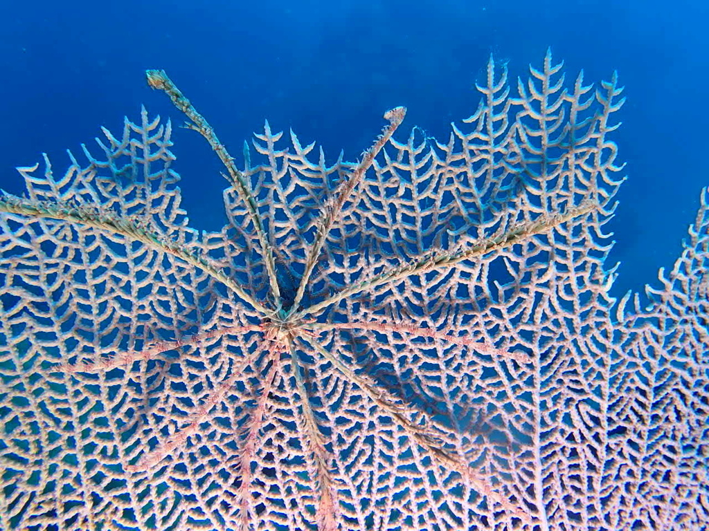 swimming sea lily