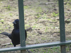 Molothrus bonariensis