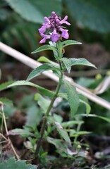 Stachys palustris